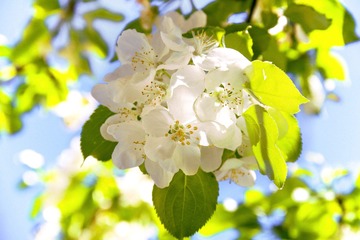 春·开花