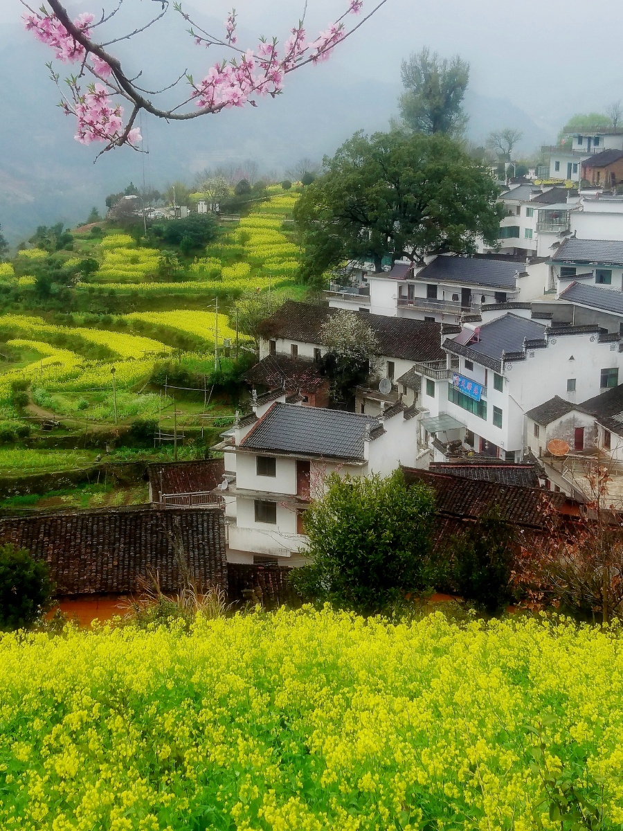 婺源春天查平坦村油菜花