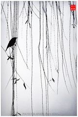 湖畔《春·晓》