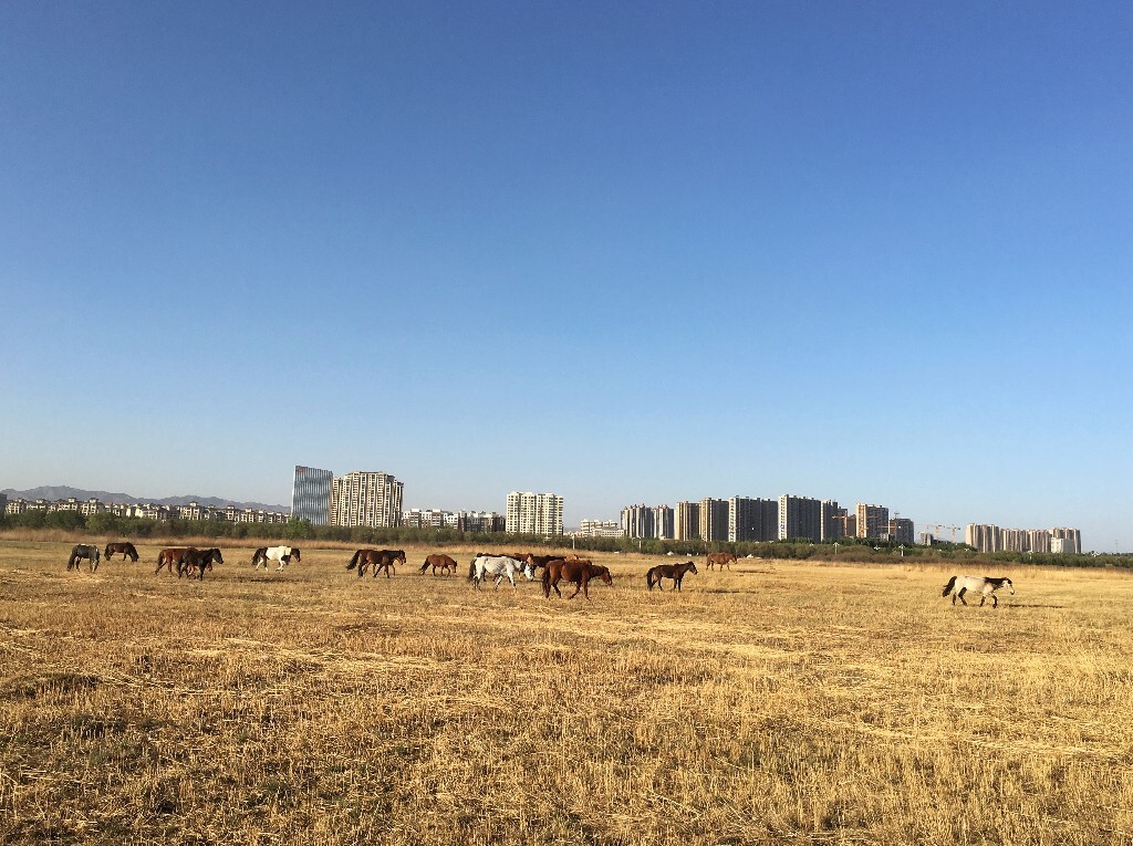 是不是只有一个城市有这样的风景/马群在午后走过城市/它优雅的汹涌淹没了整个城市的喧嚣/仿佛爱情光临过的地方/每一棵草尖/都发散出诗一样的芬芳……/这个城市叫包头