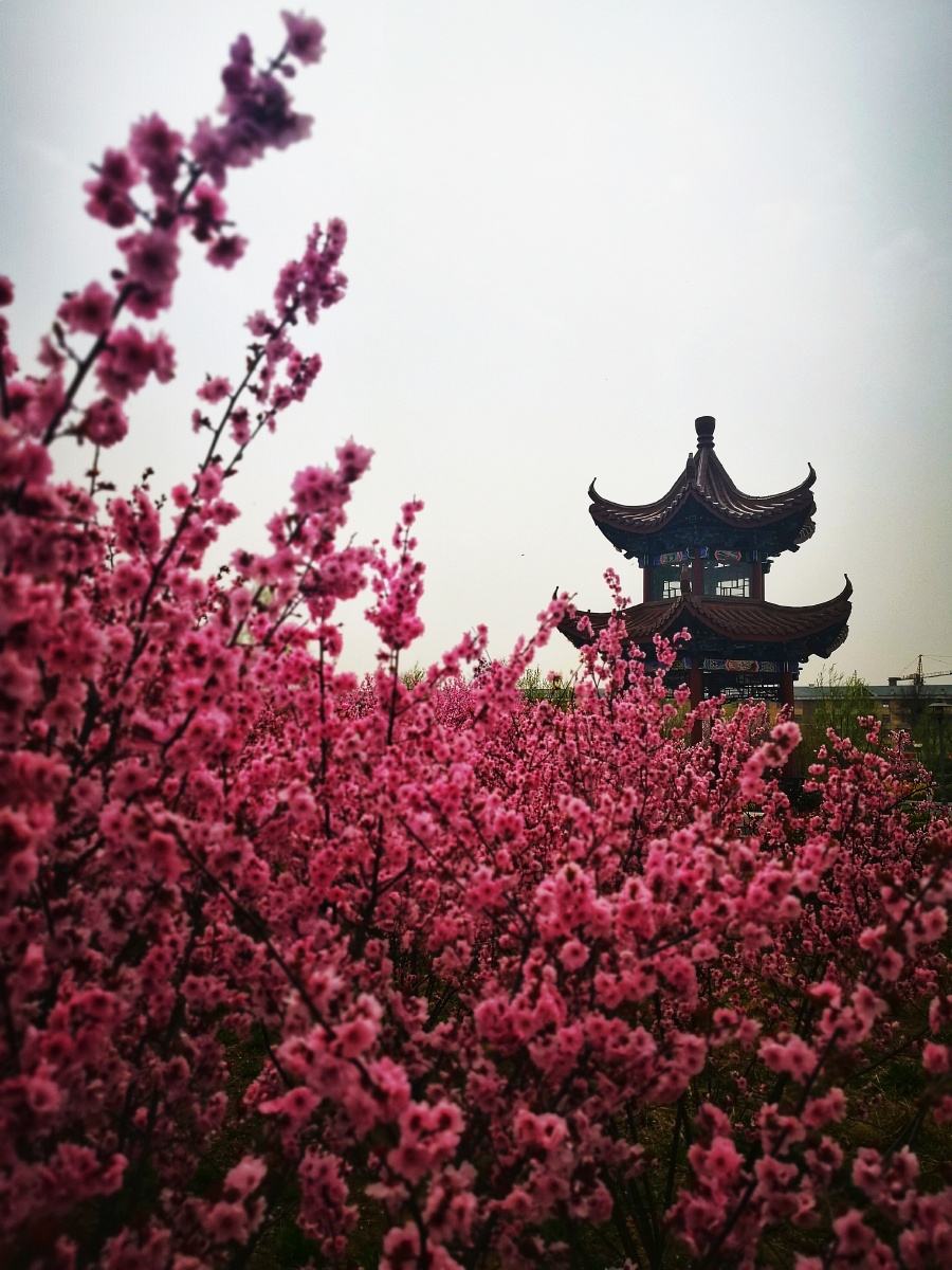 蓝陵桃花源