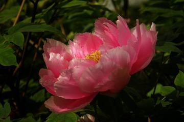 P41405551