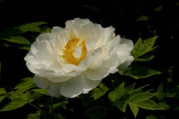 P41405051