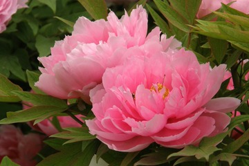P41100691