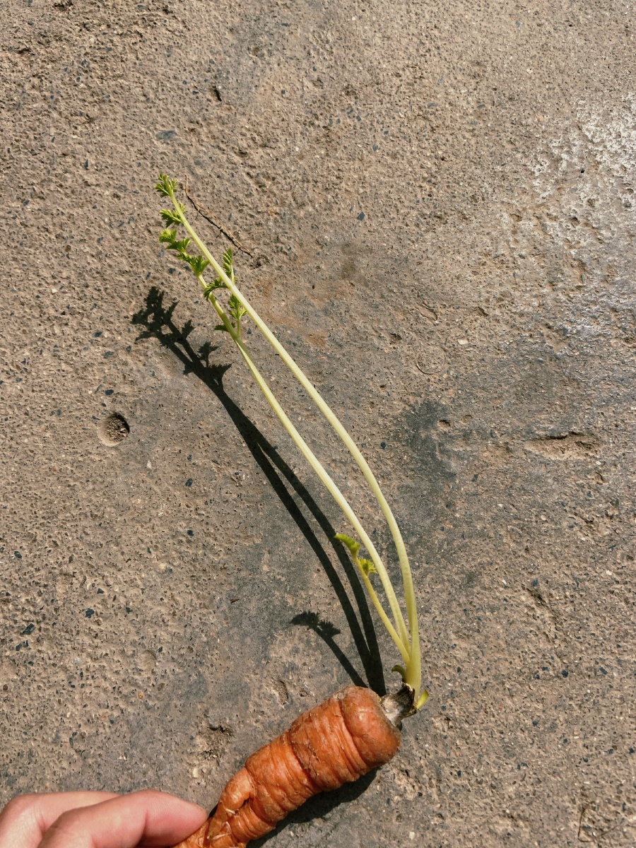 发了芽的胡萝卜