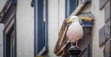 DSC_6928_