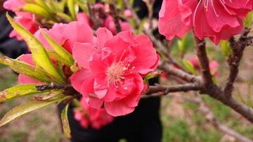 PIC_20140331_090508_000