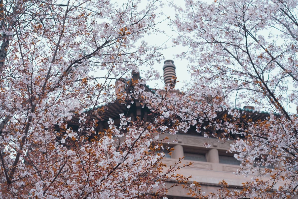 武大樱花 - 梧桐雨摄影 - 图虫