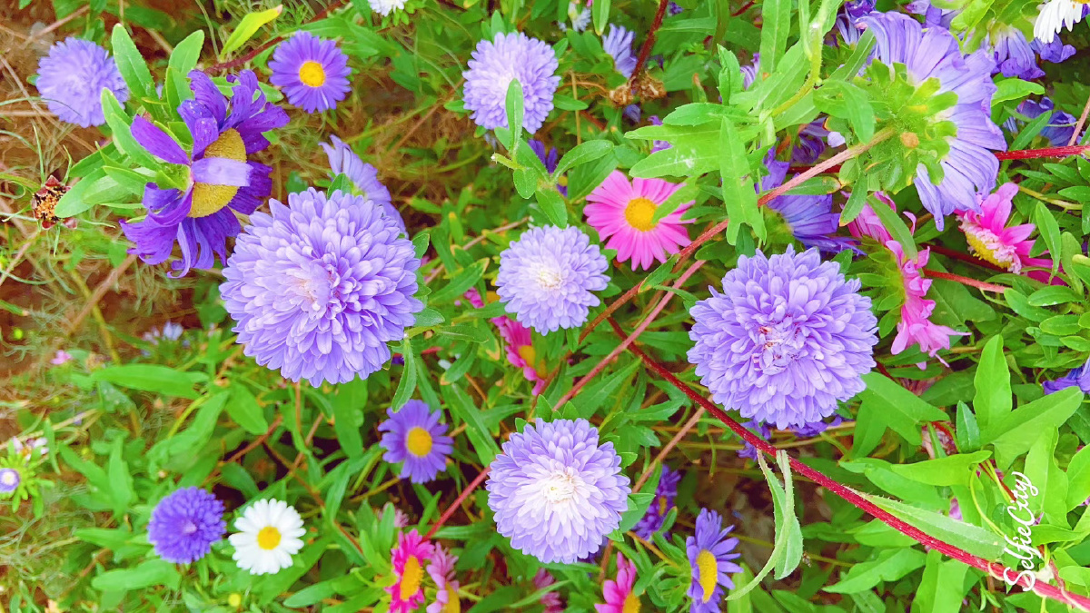 萧蔷紫陌 - 图虫