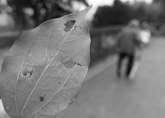 DSC09810 11 33