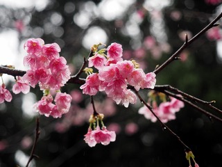 P1201406副