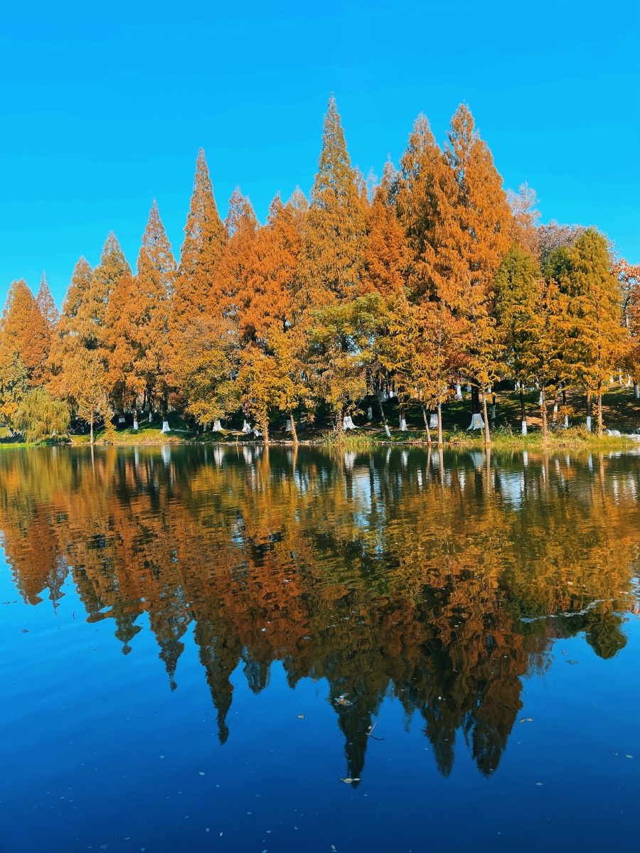美丽秋天南京的玄武湖
