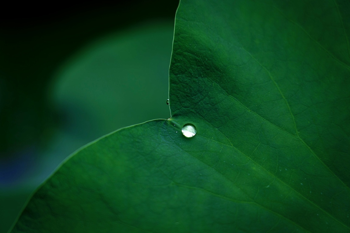 露水荷叶