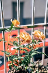 829D7562-7002-43A1-AFAE-663DFFB808AF/L0/001