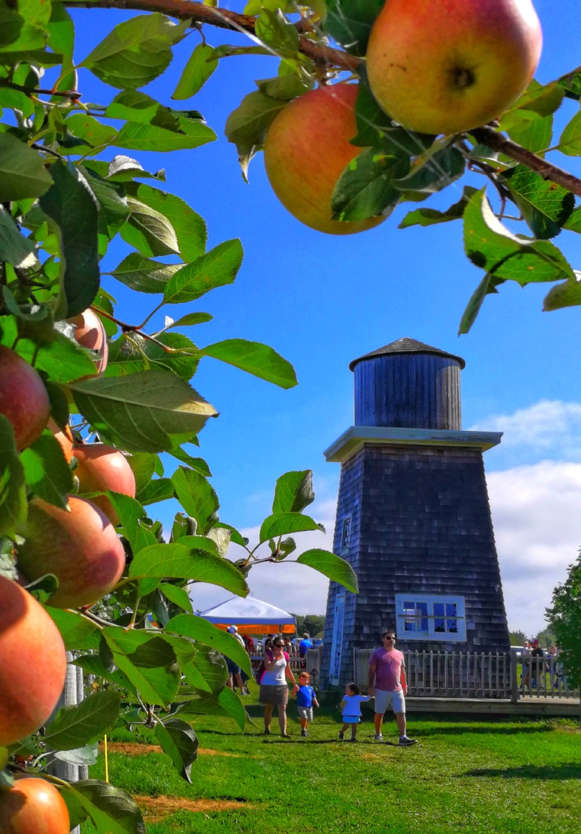 绿叶扶持摄于美国纽约长岛果园