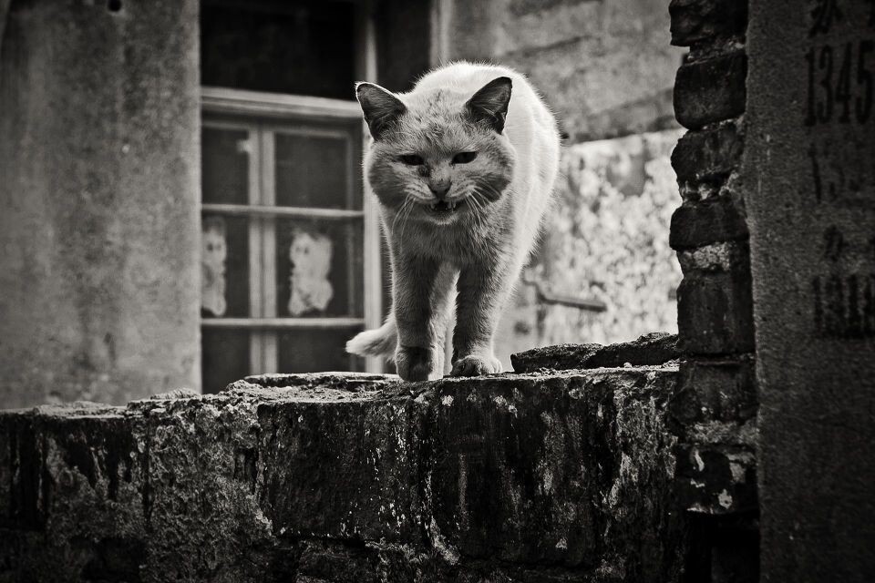 城南 废墟上的弃猫<br />
