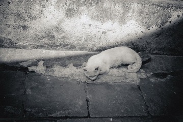 睡猫