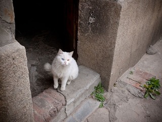 波斯猫？