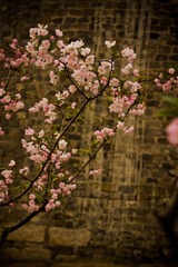 花痕