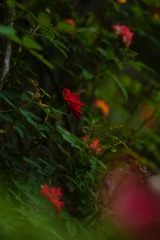 86FB0C65-3559-4358-9F90-88AAB7D78DCB/L0/001