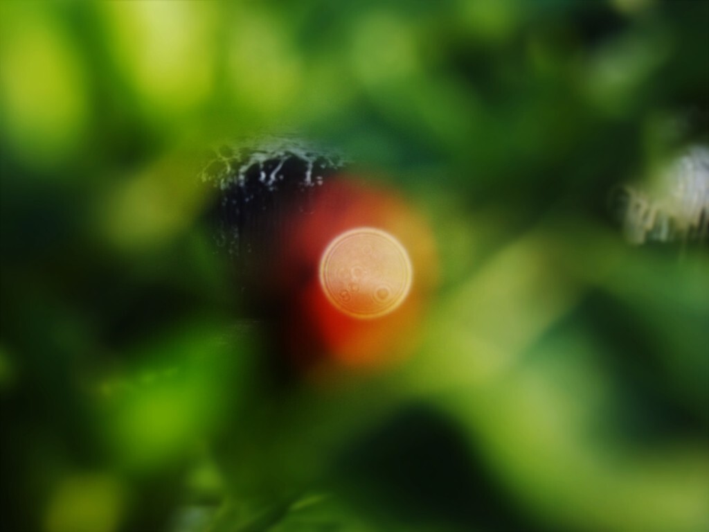 七星瓢虫背上的光斑