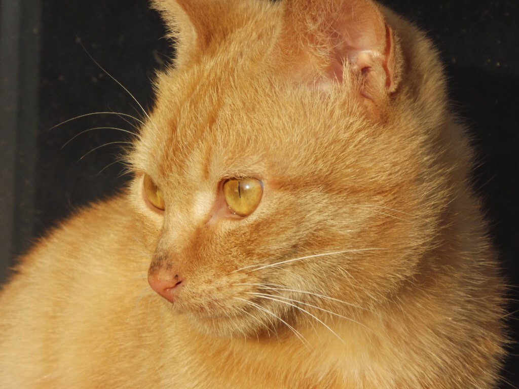 我一直在期望世界上最漂亮的猫咪来与我共度一生。