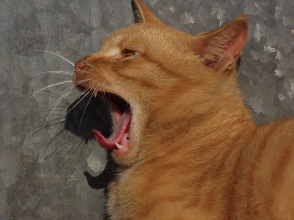 我要高歌一曲,让全世界的猫咪都知道我的魅力。