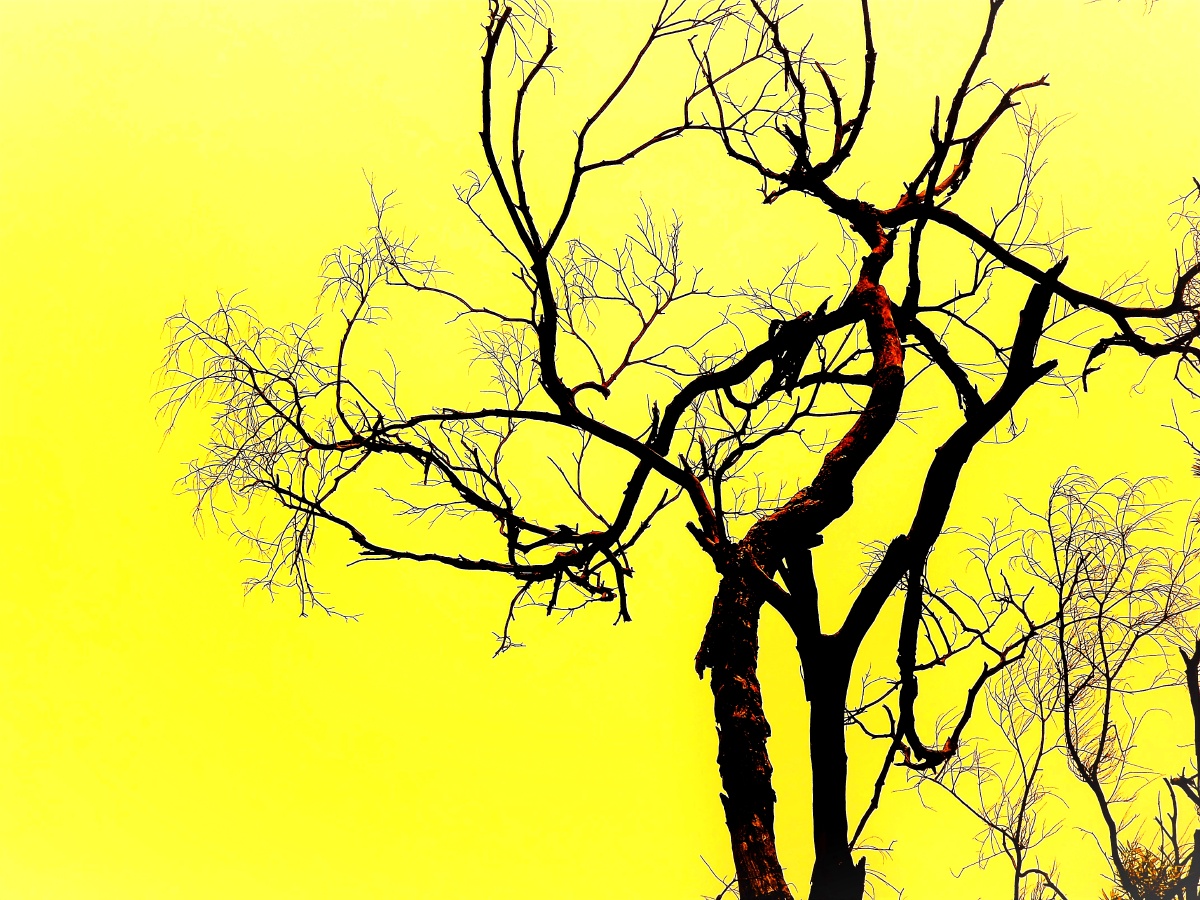 清华专题摄影残枝的风采42