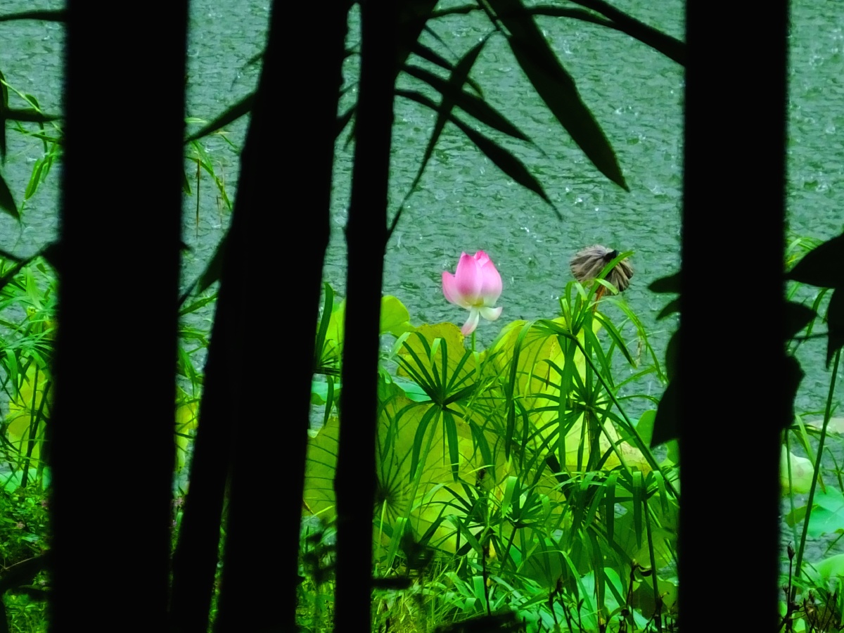 清华专题摄影:写意荷花(38)竹林雨中赏荷花