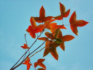 枫叶迎丰年
