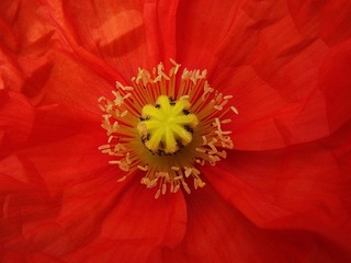 红红火火团团圆圆庆新年