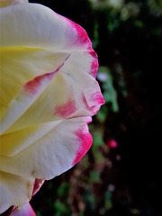 花美男
