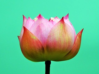 DSCF0129_看图王_看图王