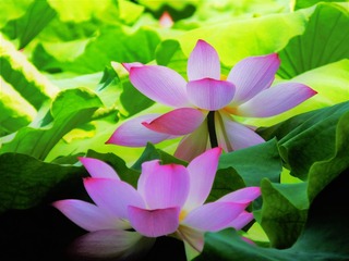 DSCF1364_看图王_看图王