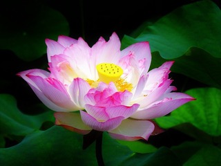 DSCF3261_看图王_看图王