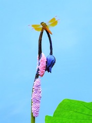 DSCF3790_看图王_看图王_看图王
