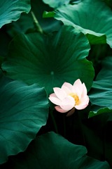 20B4C02F-C860-4B9A-A516-FA72A6C3B2B3/L0/001