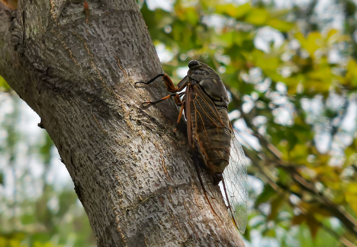 知了声声叫着夏天
