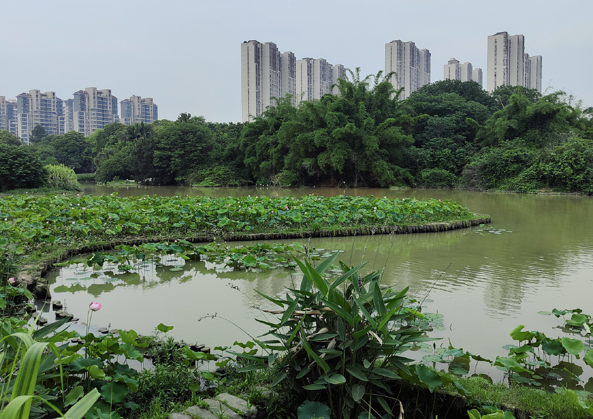 福州金山公园夏日随拍
