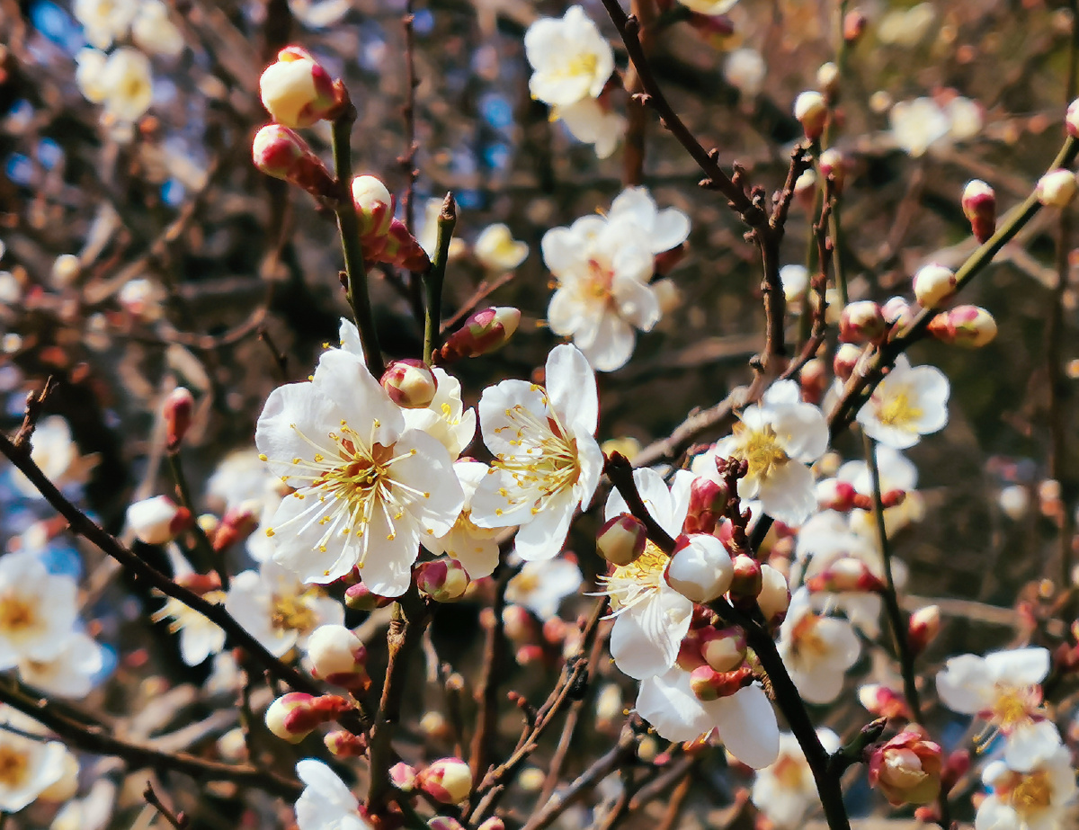福州鼓山梅里赏梅