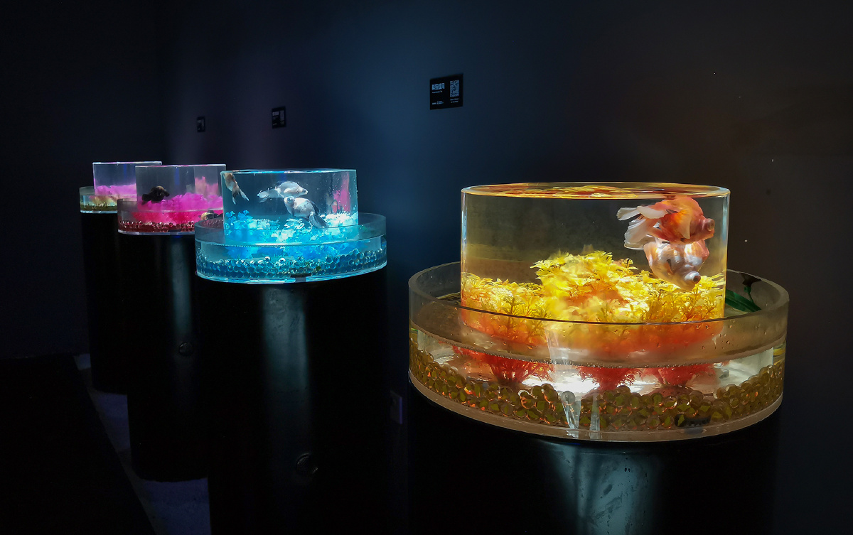福州金鱼博物馆随拍