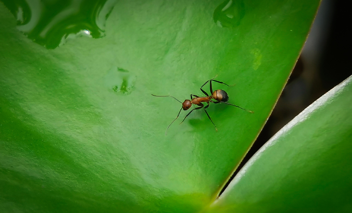 荷叶上的小蚂蚁