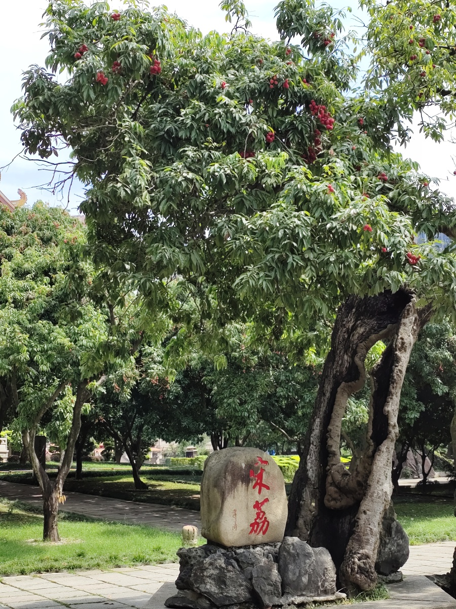 福州西禅寺的荔枝红了