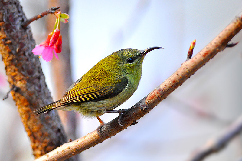 太阳鸟(母)与山樱花