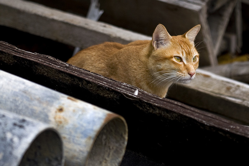 工地猫