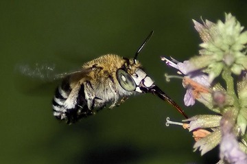 长舌飞蜂