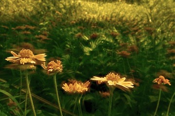 小黄花