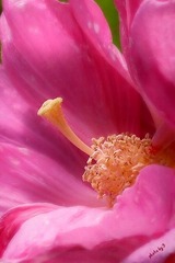 蕊
