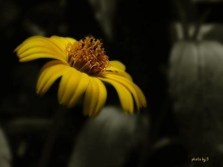 明日黄花？