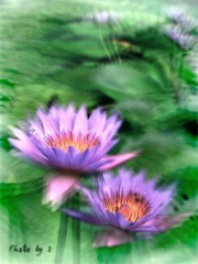 写意荷花